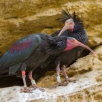 Tres años de prisión a un hombre de Badajoz por cazar a una de las aves en mayor riesgo de extinción del mundo