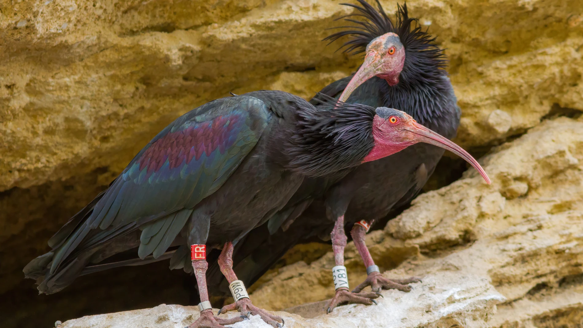 Tres años de prisión a un hombre de Badajoz por cazar a una de las aves en mayor riesgo de extinción del mundo