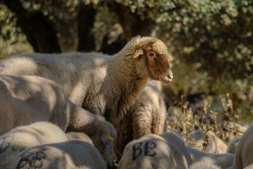 La lengua azul pone en jaque a la Oveja Merina Grazalemeña