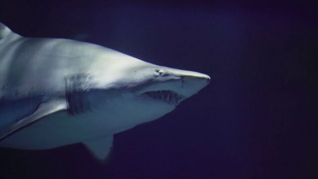 La acidificaci&oacute;n de los oc&eacute;anos por el calentamiento global pone en peligro la dentadura de los tiburones&nbsp;&nbsp;&nbsp;&nbsp;&nbsp;&nbsp;&nbsp;