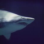 La acidificación de los océanos por el calentamiento global pone en peligro la dentadura de los tiburones        La acidificación de los océanos por el calentamiento global pone en peligro la dentadura de los tiburones