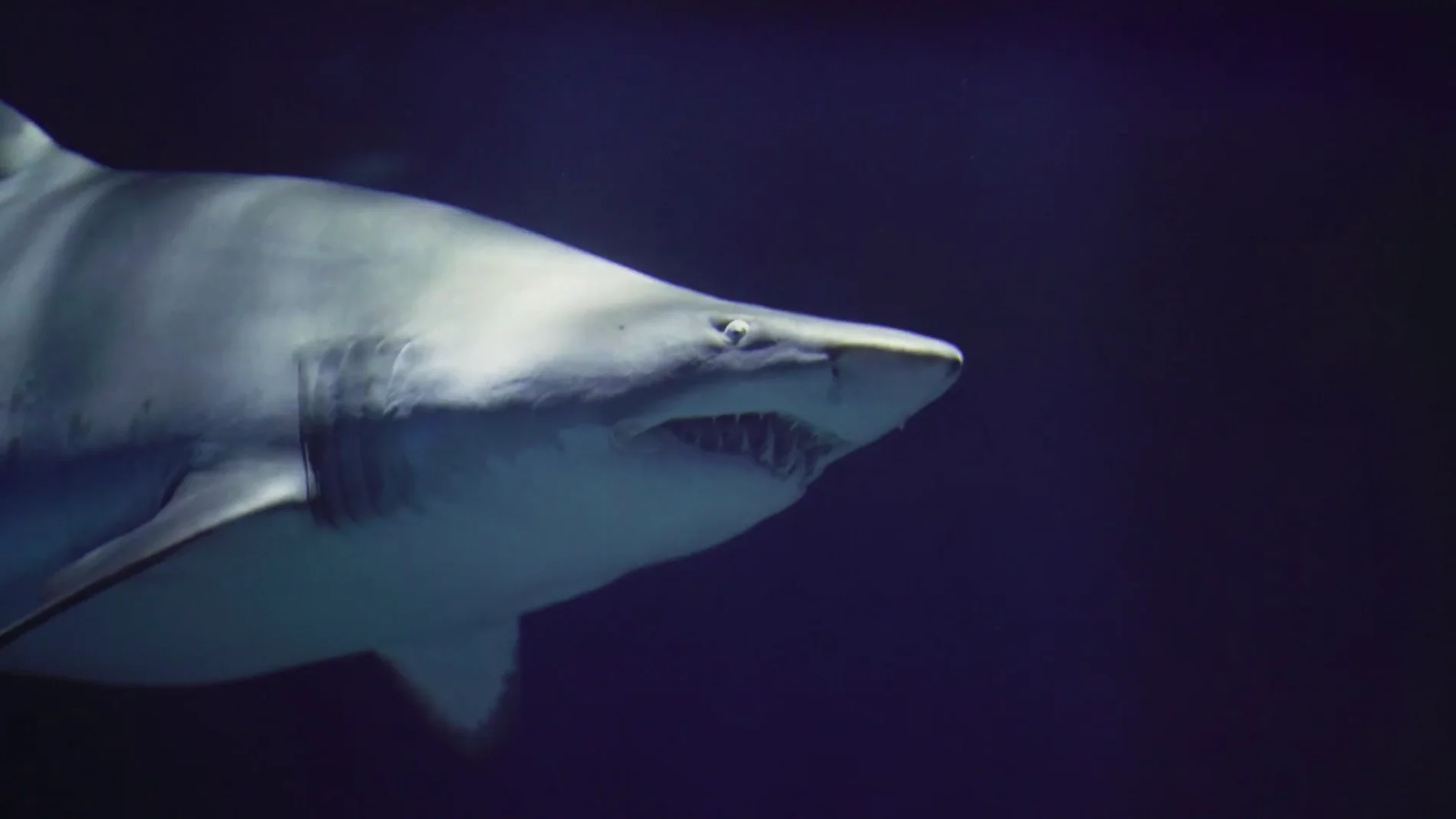 La acidificación de los océanos por el calentamiento global pone en peligro la dentadura de los tiburones