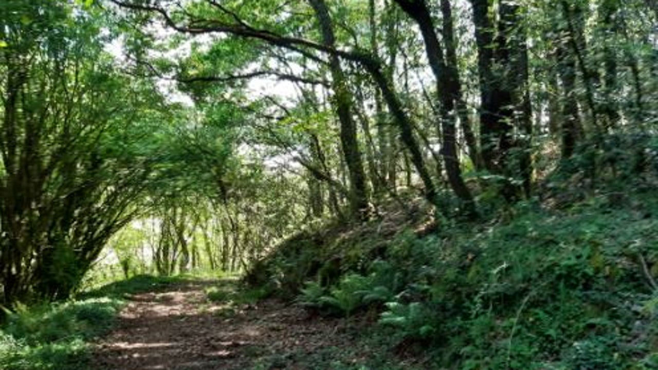 Ence certifica dos nuevos montes bajo el estándar internacional de FSC