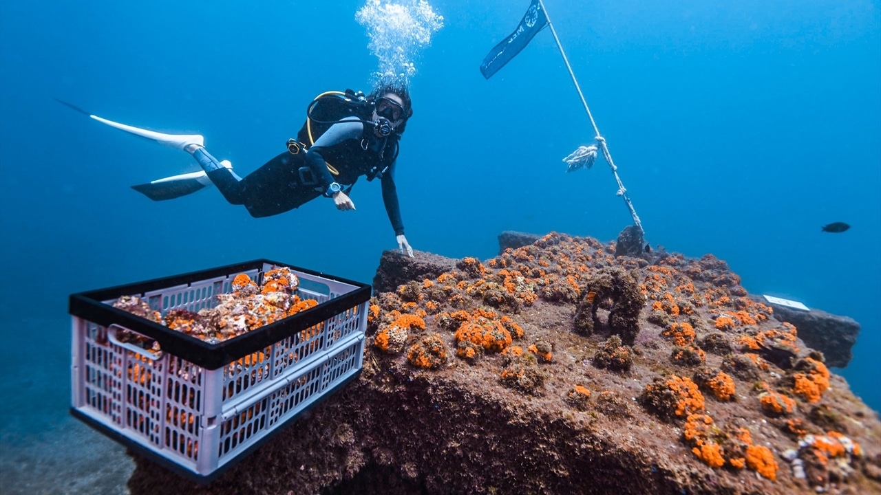 España cuenta con los primeros arrecifes de coral naranja en Europa