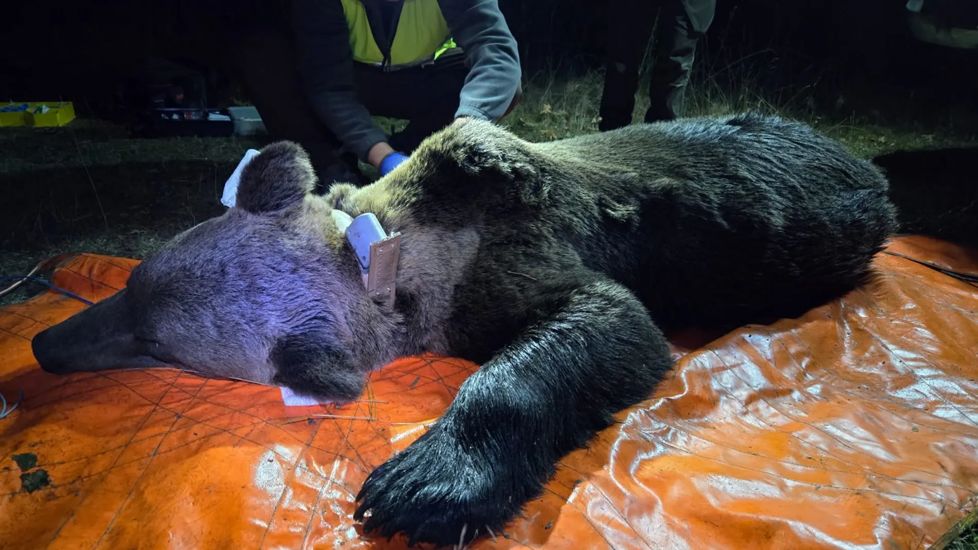 Monitorización de uno de los osos pardos