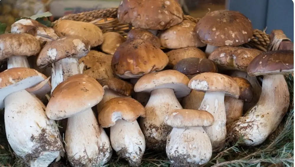 Setas típicas de Castilla y León