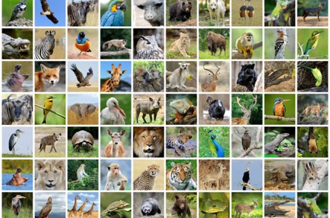 El 4 de octubre se celebra el Día de los Animales