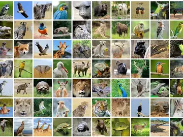 El 4 de octubre se celebra el Día de los Animales El 4 de octubre se celebra el Día de los Animales