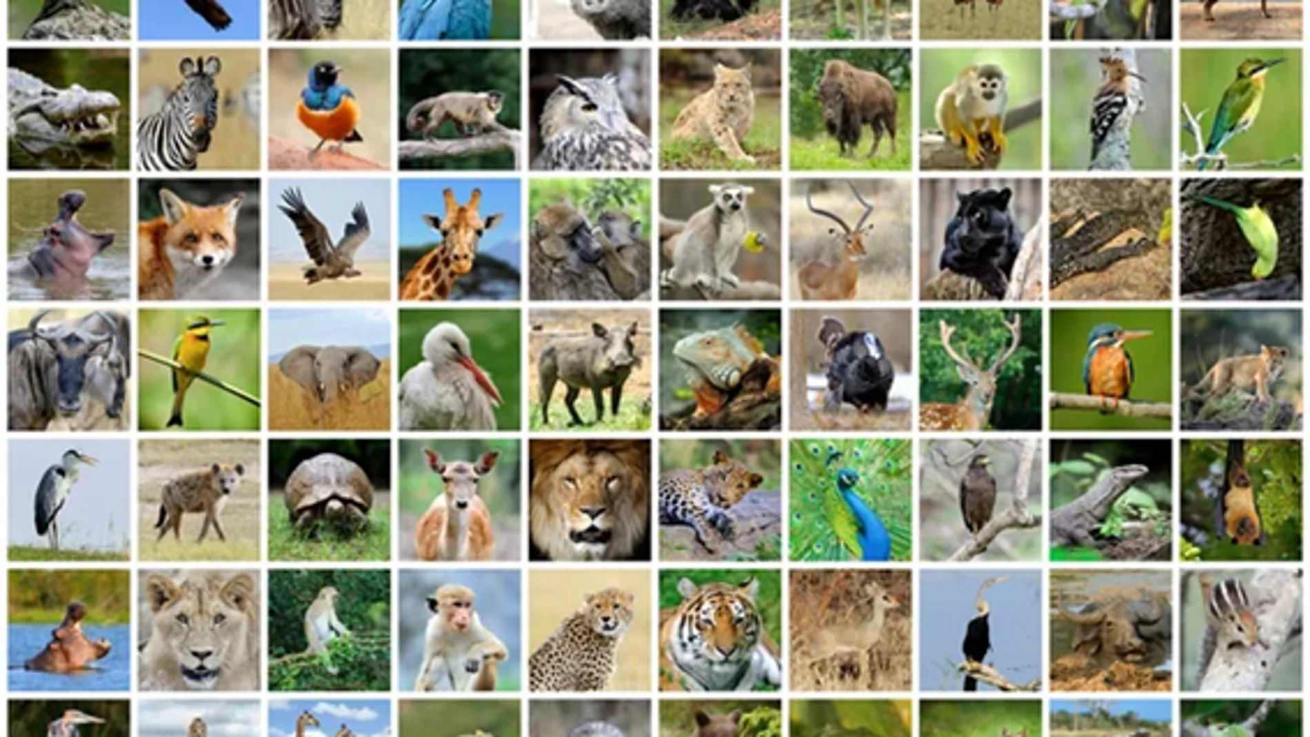 El 4 de octubre se celebra el Día de los Animales