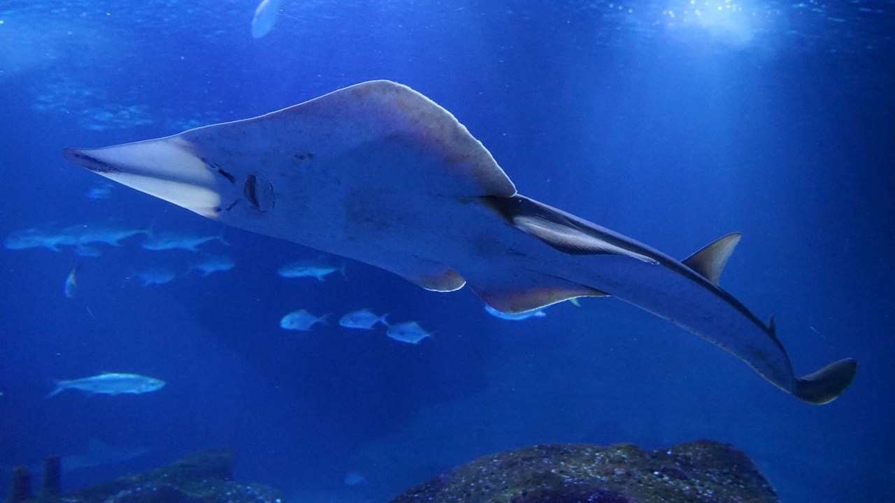 Las costas de España que son un refugio internacional para el pez guitarra gigante