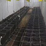 Plantación de marihuana hallada en un contenedor enterrado bajo una explotación avícola en Sanlúcar de Barrameda 