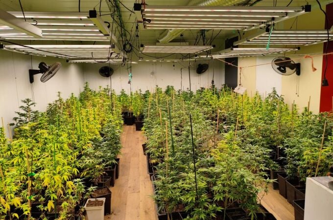 Plantación de marihuana interior