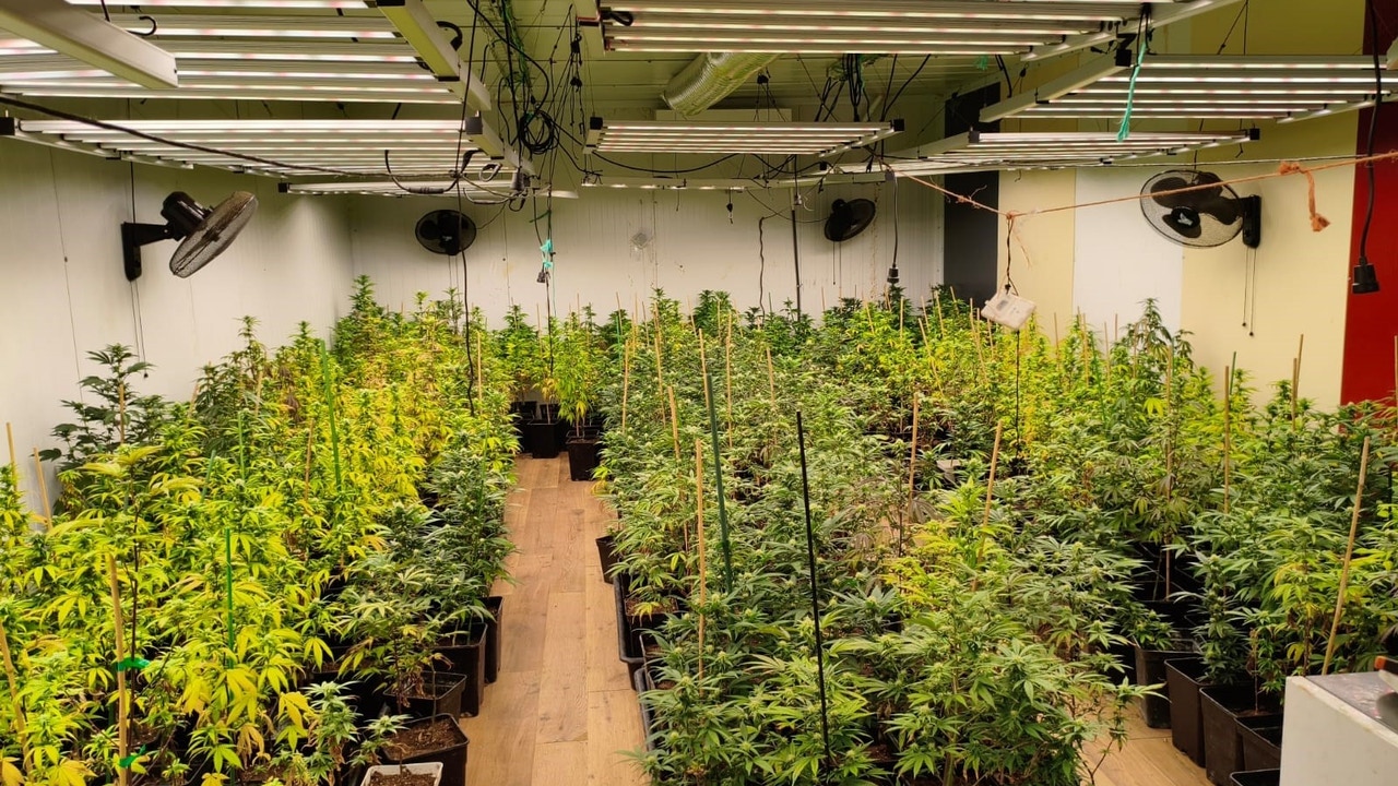 La Guardia Civil desmantela una plantación de cannabis en Villarrobledo e intercepta 1.500 dosis de marihuana