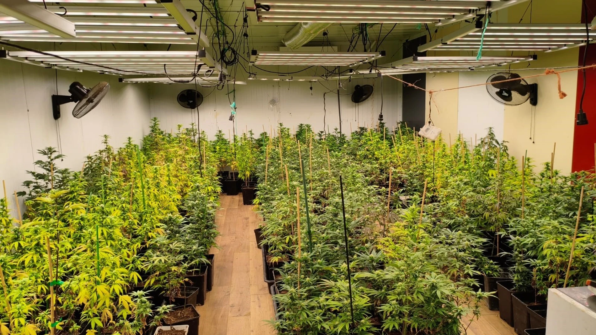 Plantación de marihuana interior REMITIDA / HANDOUT por Mossos d'Esquadra Fotografía remitida a medios de comunicación exclusivamente para ilustrar la noticia a la que hace referencia la imagen, y citando la procedencia de la imagen en la firma 01/10/2025