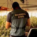 Agente de la Guardia Civil ante una plantación de marihuana