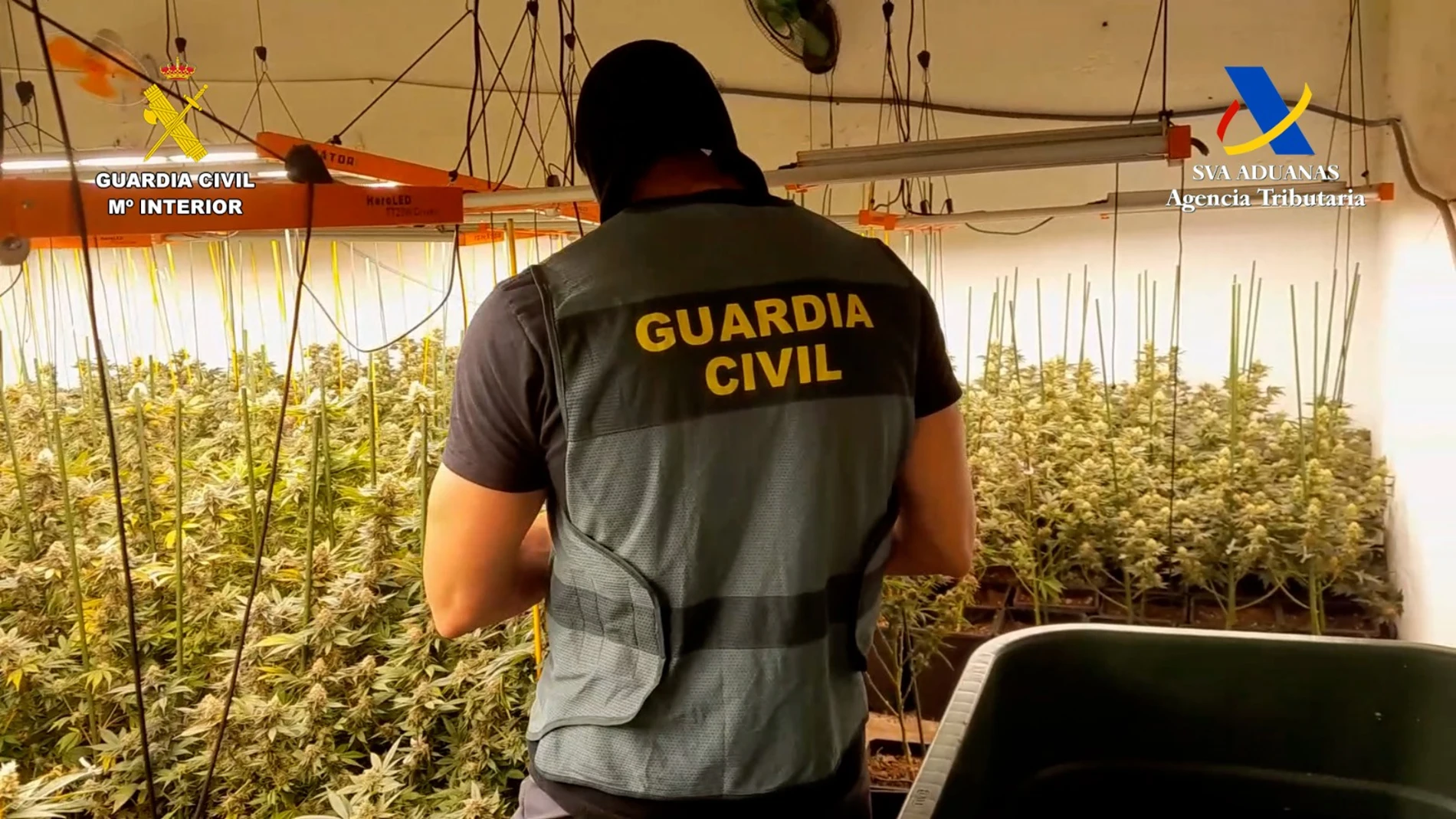 Agente de la Guardia Civil ante una plantación de marihuana