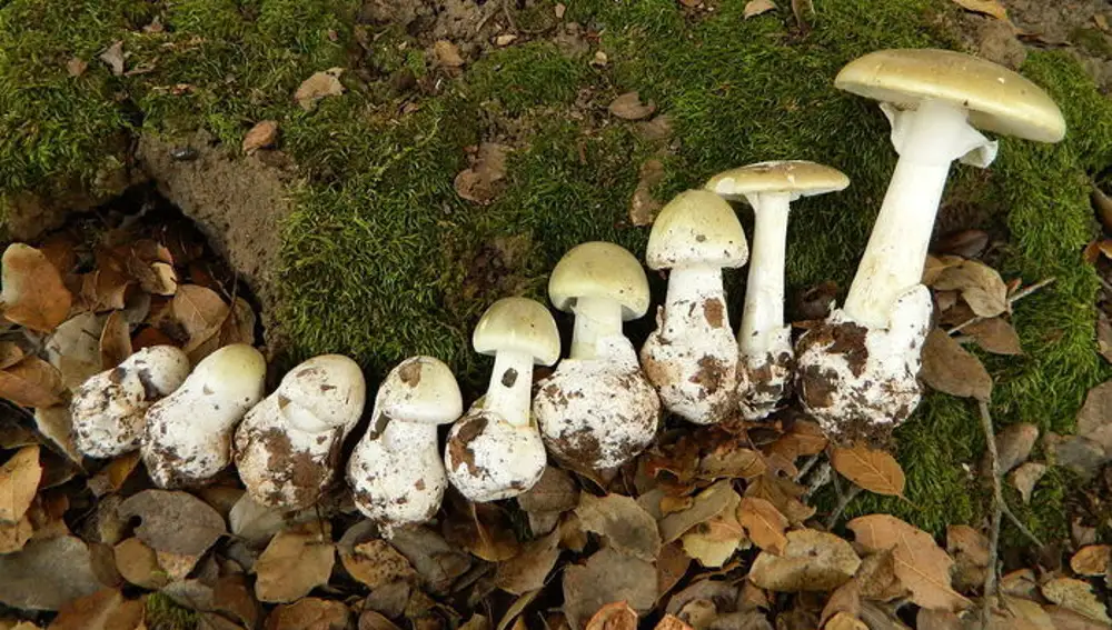 Amanita phalloides