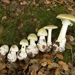 Amanita phalloides