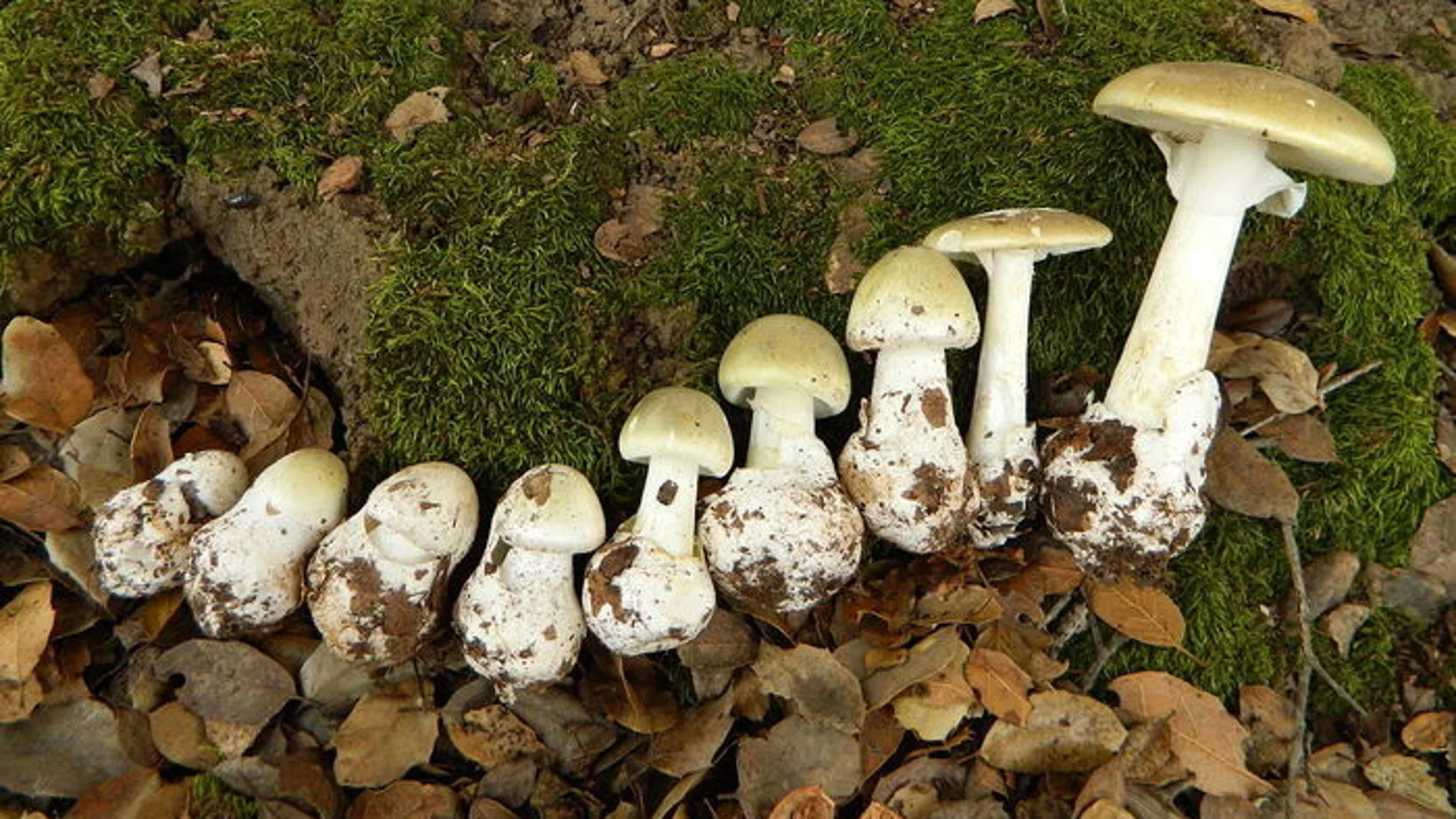 Amanita phalloides