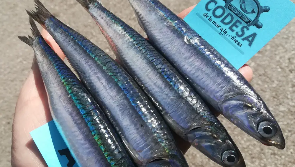 Anchoas