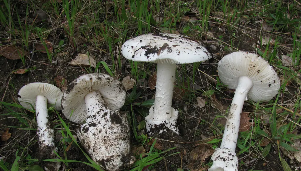 Amanita ocreata