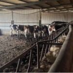 Sucesos.- Hallan cadáveres de animales en descomposición junto a otros vivos en una granja de la Overuela (Valladolid)