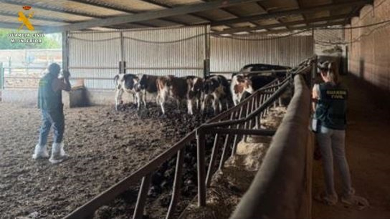 Encuentran restos en descomposición de varios animales junto a estiércol en una explotación en Valladolid
