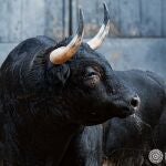 Imponentes, serios y con garantía: así son los toros de Victoriano del Río para hoy