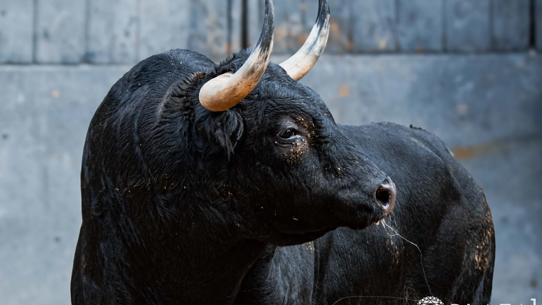Imponentes, serios y con garantía: así son los toros de Victoriano del Río para hoy