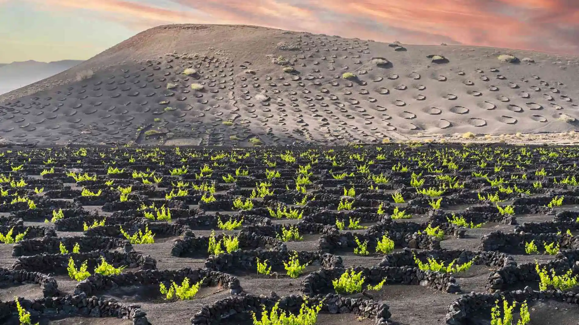 Viñedos en Lanzarote