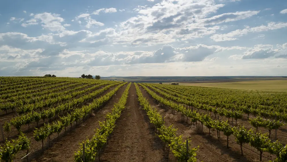 Vinos de pago certificado.