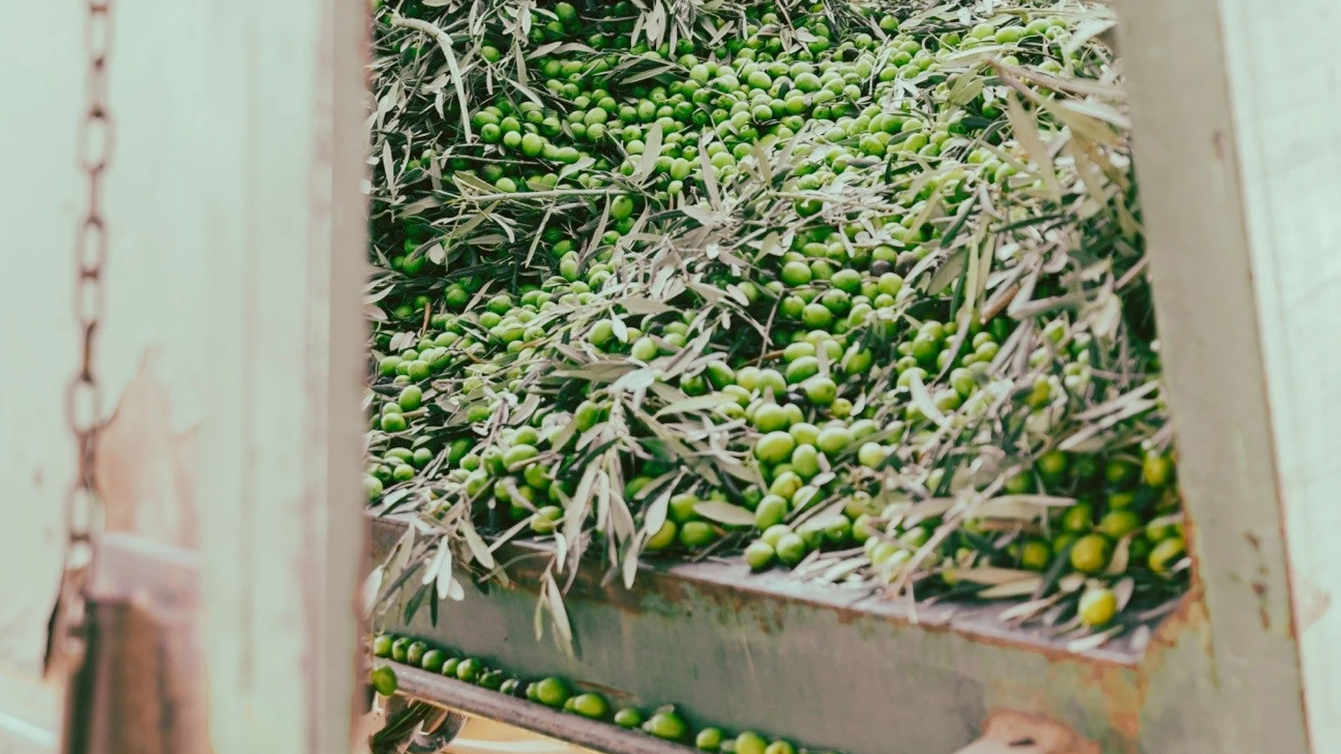 Economía.- La producción de aceite de oliva caerá un 3% en la próxima campaña, hasta 1,37 millones de toneladas