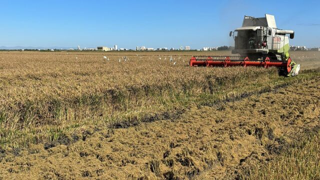 Pyricularia, dana y UE: el jaque mate al arroz autóctono valenciano