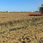 Pyricularia, dana y UE: el jaque mate al arroz autóctono valenciano