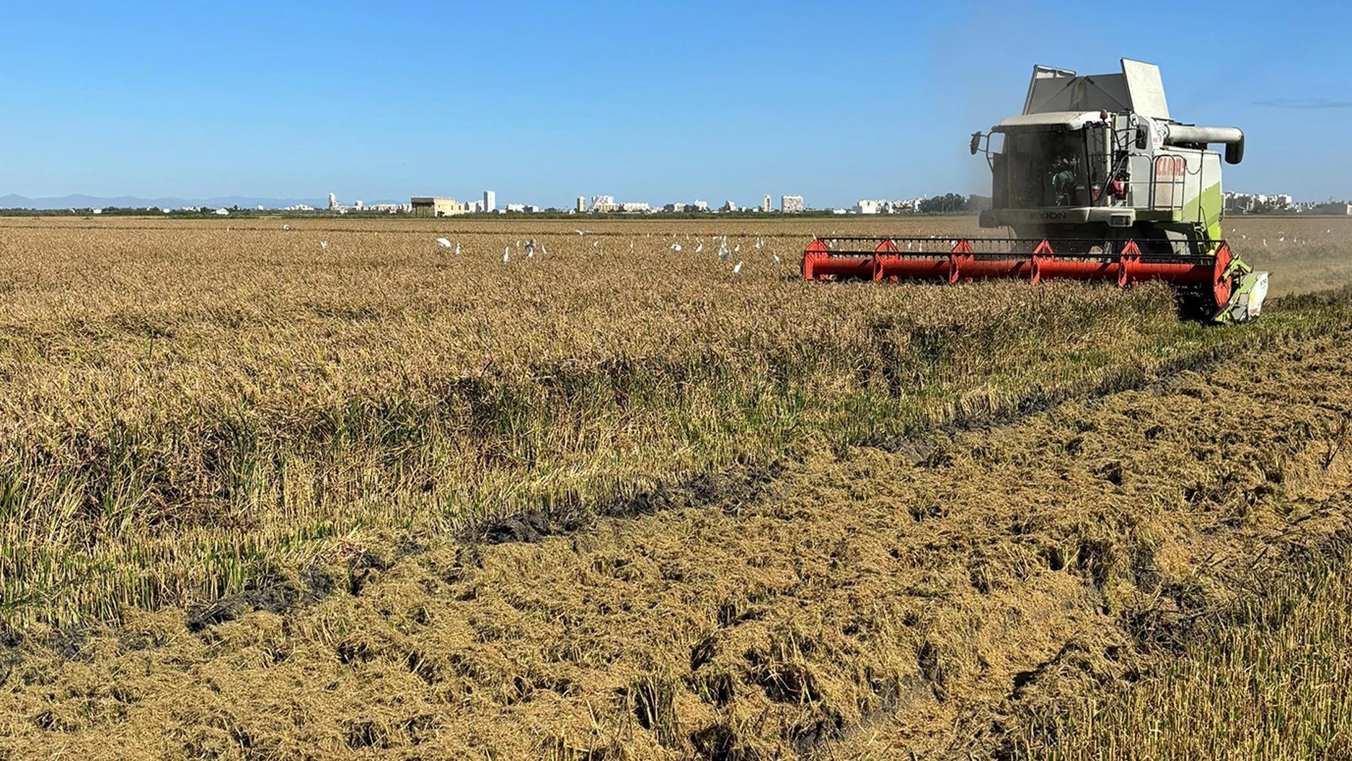 Pyricularia, dana y UE: el jaque mate al arroz autóctono valenciano
