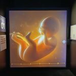 La exposición cuenta con cinco experiencias inmersivas de cinco etapas de la vida