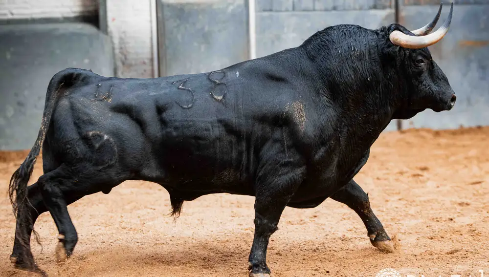"Pudoroso", nº 38