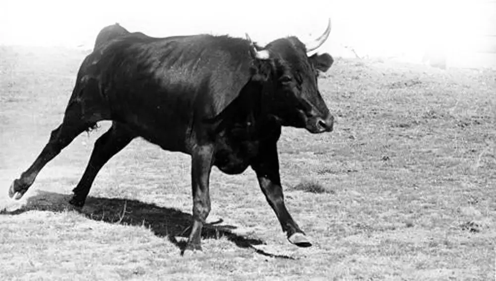 "Conocida", la vaca de Amelia Pérez Tabernero