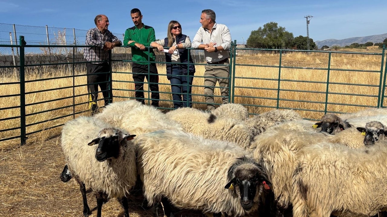 Un rebaño de ovejas colmenareñas para el ganadero que perdió las suyas en el incendio de Tres Cantos