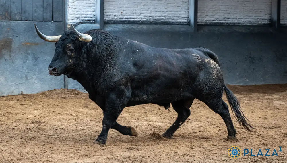 "Retamero", nº 54