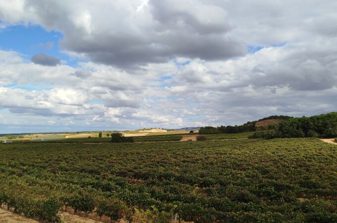 Este paisaje esta dominado por un mar de viñedos