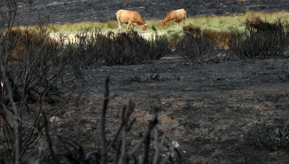 Preocupación en expertos y vecinos por el efecto de las lluvias en zonas afectadas por los incendios