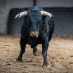 Pavor en los chiqueros: la corrida más ofensiva de lo que va de feria, esta tarde en Las Ventas