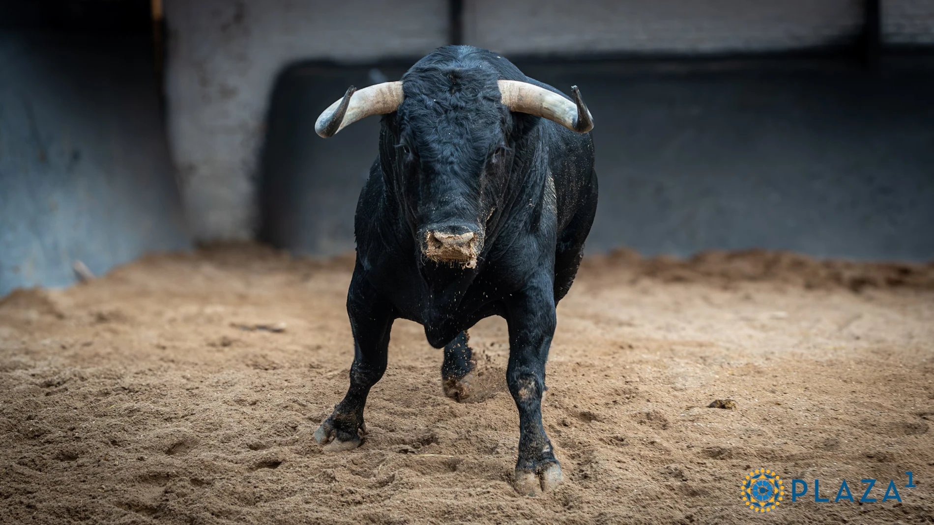 Pavor en los chiqueros: la corrida más ofensiva de lo que va de feria, esta tarde en Las Ventas