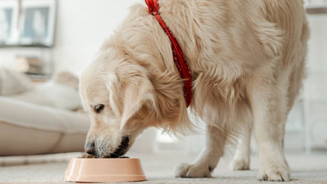 10 alimentos que te ayudarán a alargar la vida de tu perro