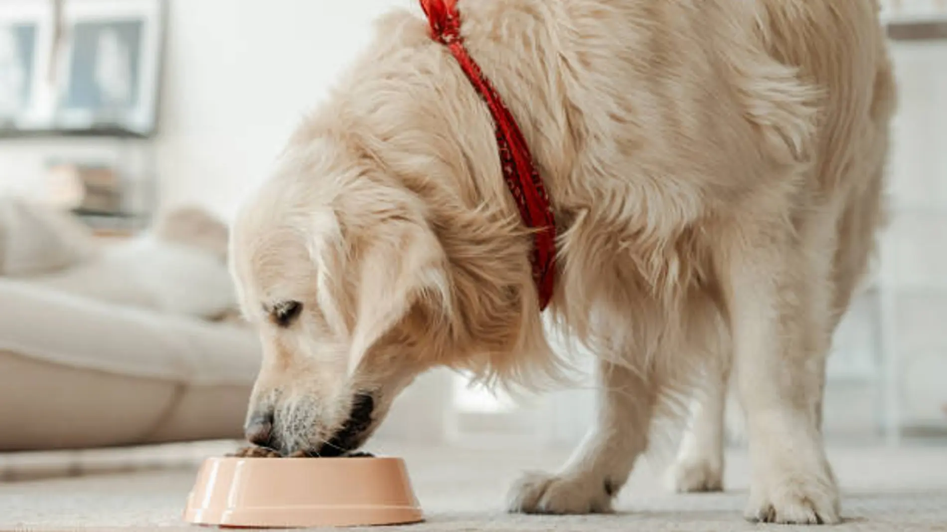 10 alimentos que te ayudarán a alargar la vida de tu perro