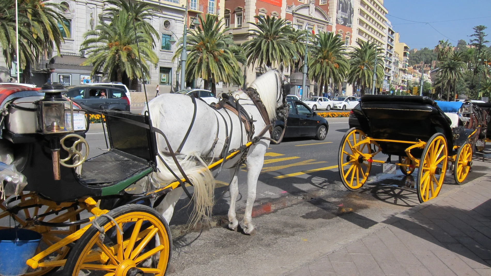 Coches de caballos en Málga