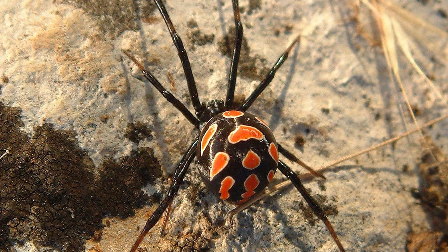 Araña viuda negra europea (Latrodectus tredecimguttatus)