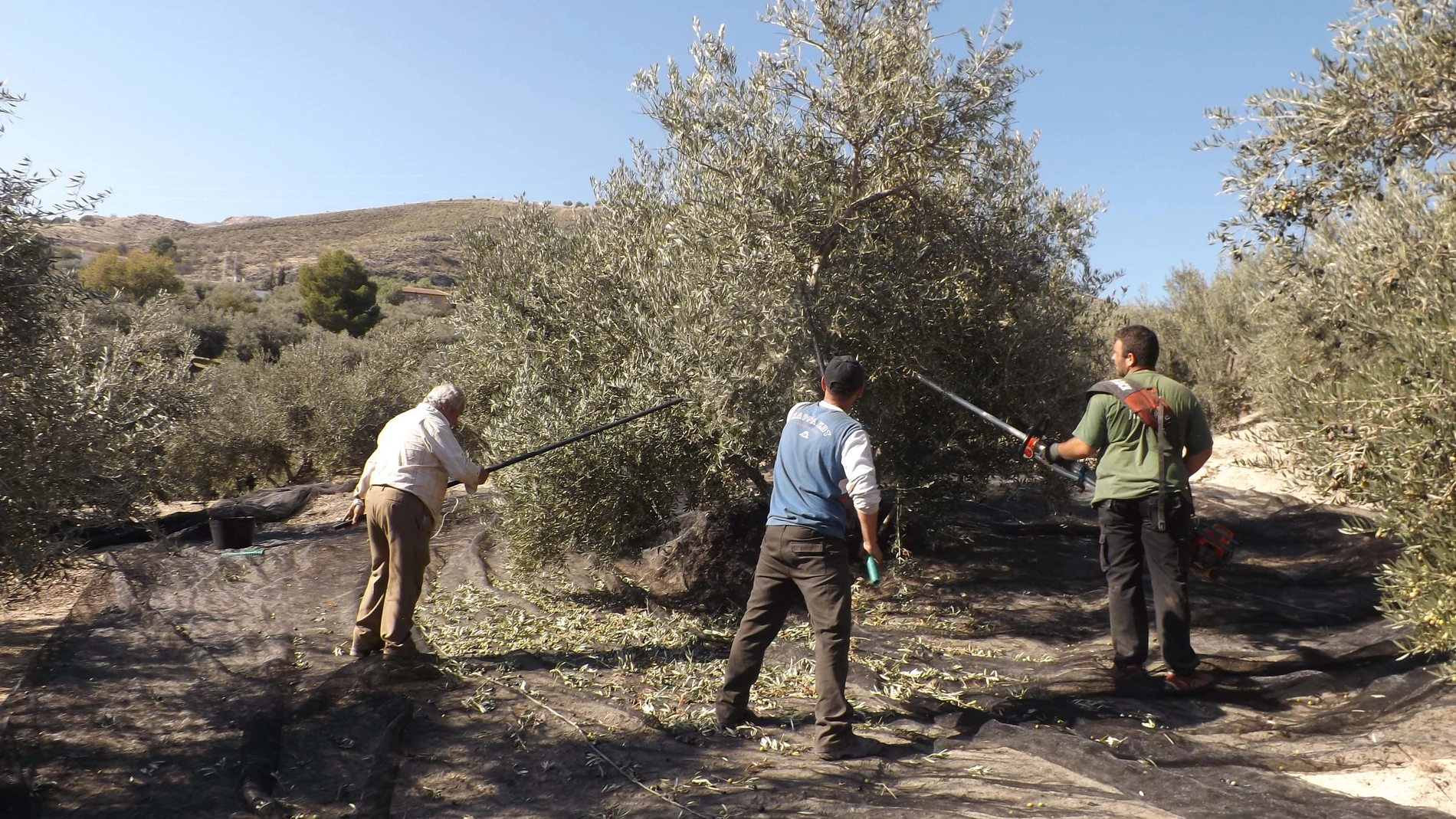 (Foto de ARCHIVO)Recogida de la aceituna en un tajo de Sierra Mágina.REMITIDA / HANDOUT por DO SIERRA MÁGINAFotografía remitida a medios de comunicación exclusivamente para ilustrar la noticia a la que hace referencia la imagen, y citando la procedencia de la imagen en la firma15/11/2015