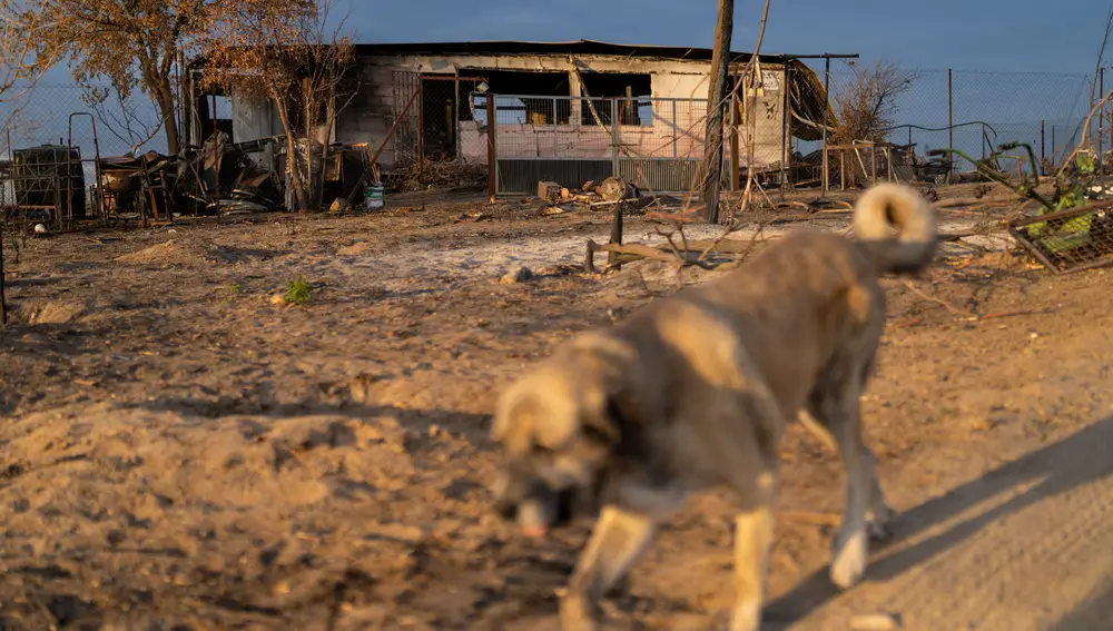 El perro de Luis y detrás, su casa.